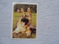 OWCZAREK NIEMIECKI ,.,.