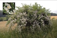 róża biała Rose multiflora sadzonka doniczce 30 cm P9 miododajna ogrodowa