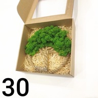 Drzewko Szczęścia Chrobotek, oryginalny prezent na każdą okazję, 30cm