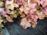 ŻURAWKA "WORLD CAFFE AMERICANO" sadzonka doniczka 1,5 l