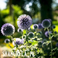 Przegorzan pospolity (Echinops ritro) - Veitch's Blue