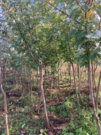 klon srebrzysty obwód pnia 10-20 cm