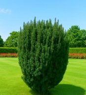 Cis pośredni HICKSII na ŻYWOPŁOT kolumnowy (taxus media) sadzonki 5-10 cm