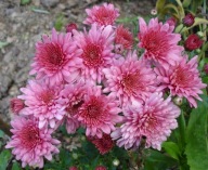 CHRYZANTEMA ZIMUJĄCA KŁĄCZOWA ### FIOLETOWY CUD #### krokus szafirek