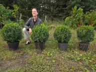 Bukszpan kulisty 40cm