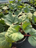 Rabarbar Malinowy Ładna sadzonka -rozsada