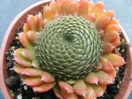 Rojnikowiec mongolski STRAWBERRY SPRING