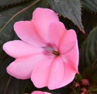 Niecierpek SŁONECZNY Sunpatiens Compact Blush Pink
