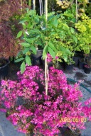 Wisteria glicynia niebieska pienna szczepiona inna