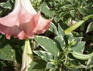 BRUGMANSIA,DATURA -weriegata Maya
