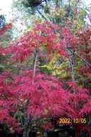 Klon dissectum czerwony japoński palmowy stary okaz na taras 130cm inny