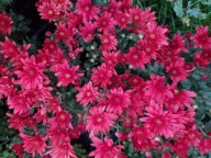 CHRYZANTEMA ZIMUJĄCA KŁĄCZOWA ###### CZERWONA jasna ##### litara