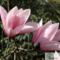 Magnolia 'Star Wars'