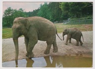 Gdańsk Oliwa 1983r. ZOO Słonie f381