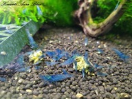 Krewetki Aura Blue 1 szt. od fibell