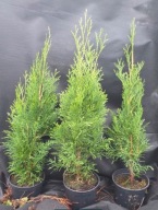 Tuja szmaragd wys. do 50 cm doniczka.