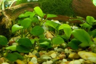 ANUBIAS barteri nana