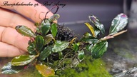 Bucephalandra sp. Red Army kolekcja fibell