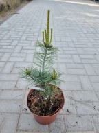 Sosna drobnokwiatowa Pinus parviflora 'Blauer Engel' NA BIG BONSAI