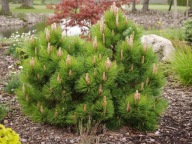 TAK TO NIEMIECKA ODMIANA Sosna czarna 'Helga' Pinus nigra