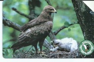 Karta nr. 951 Orlik krzykliwy