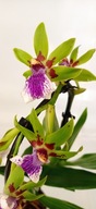 storczyk zygopetalum pachnie 29