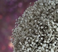 Gipsówka BIAŁA GYPSY WHITE