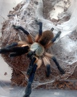 Ptasznik Monocentropus balfouri L1/2 ptaszniki