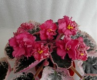 FIOŁEK AFRYKAŃSKI ### SM-STRANA BAGROWYCH TUCH ### 1LIŚĆ