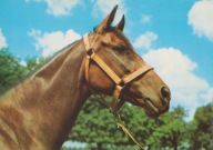 KOŃ - KONIE - PĘPOWO - STADNINA KONI - KLACZ BIGAMIA