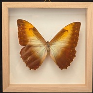 Motyl w gablotce Morpho Telemachus Foucheri - stary okaz 1965r.