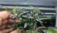 Bucephalandra sp. Mini Catherine Green kolekcja od fibell