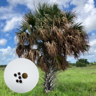 Sabal palmetto – palma kabaczkowa | 5 nasion + instrukcja wysiewu