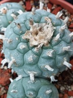 Kaktus Lophophora williamsii duża z ziemią i donicą L7 + gratisy +ogrzewacz