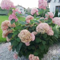 Hortensja drzewiasta Candybelle Bubblegum