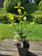 Trzmielina canadale gold