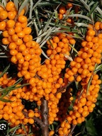 Rokitnik ''NIVELENA'' ŻEŃSKI NAJPLENNIEJSZA Z ODMIAN