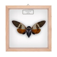 Cykada w gablotce Angamiana floridula