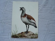 DROP PIECZĄTKA Z ZOO CHORZÓW