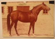 MICHAŁÓW. STADNINA KONI. EL PASO - ogier czystej krwi arabskiej