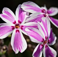 Floks szydlasty 'Candy Stripes' Phlox subulata