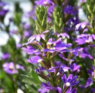 Scewola Niebieska SCAEVOLA TOUCH INDIGO
