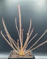 Rosiczka - Drosera filiformis x20 nasiona!! Świeże!