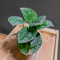 Scindapsus Pictus Trebie Scindapsus Pstry SADZONKA 20 cm