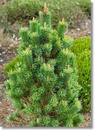 Pinus aristata 'Little Doll' - !!!