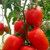 Scatalone Sadzonki Pomidorów