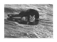 Karnet - Kot na fali i futerał od gitary / koty / OPIS !!!