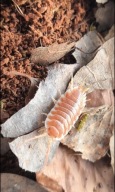 Porcellio hoffmannseggi "orange" 5 sztuk prosionki isopody