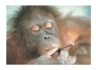 Pocztówka - Orangutan / portret z papierosem / cygaretka