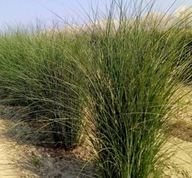 Miskant Gracillimus P9